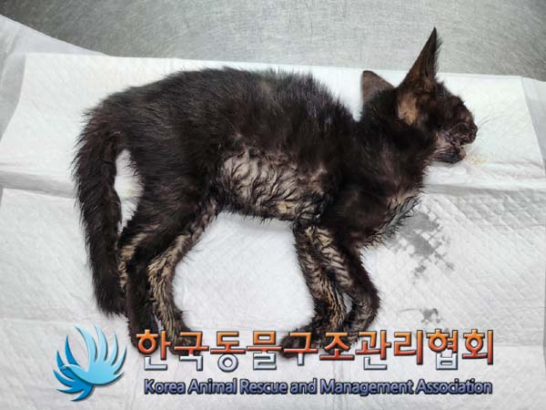 한국동물구조관리협회_411310202400590